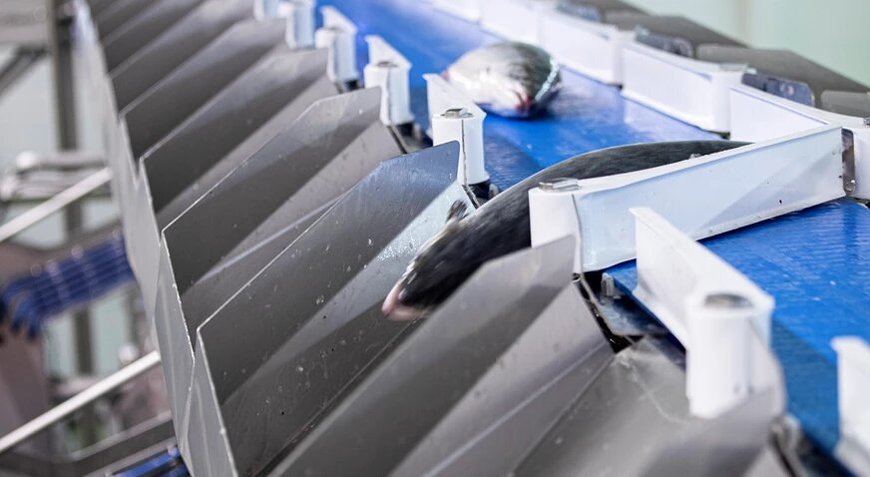 High-tech salmon processing at Búlandstindur